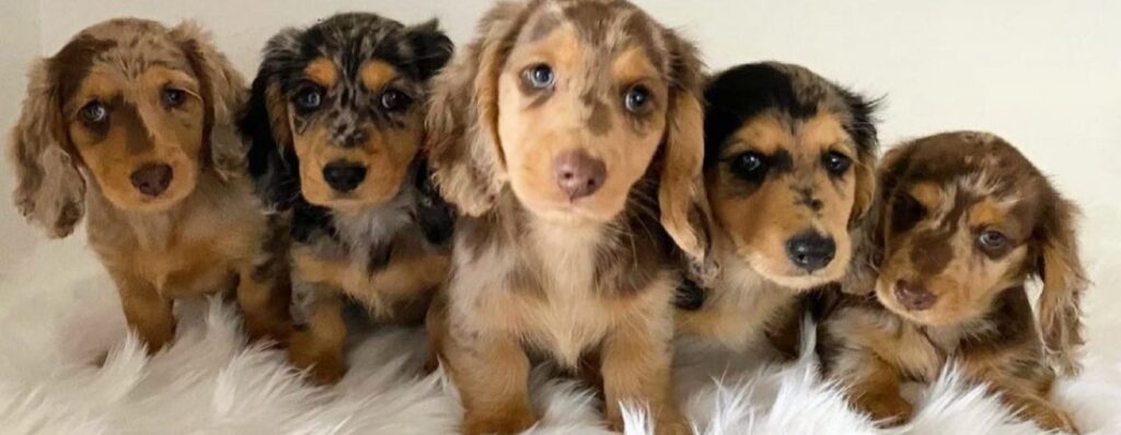 Dachshund Puppies For Sale in Danbury