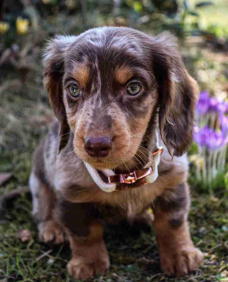 Dachshund Puppies For Sale in Buffalo