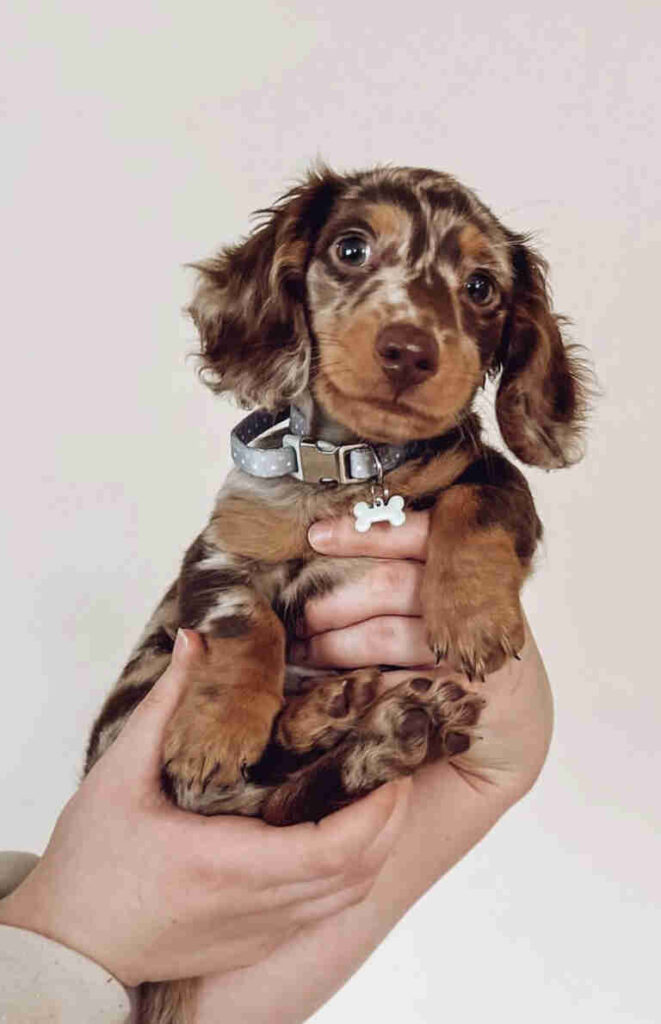 Dachshund Puppies For Sale in Edison