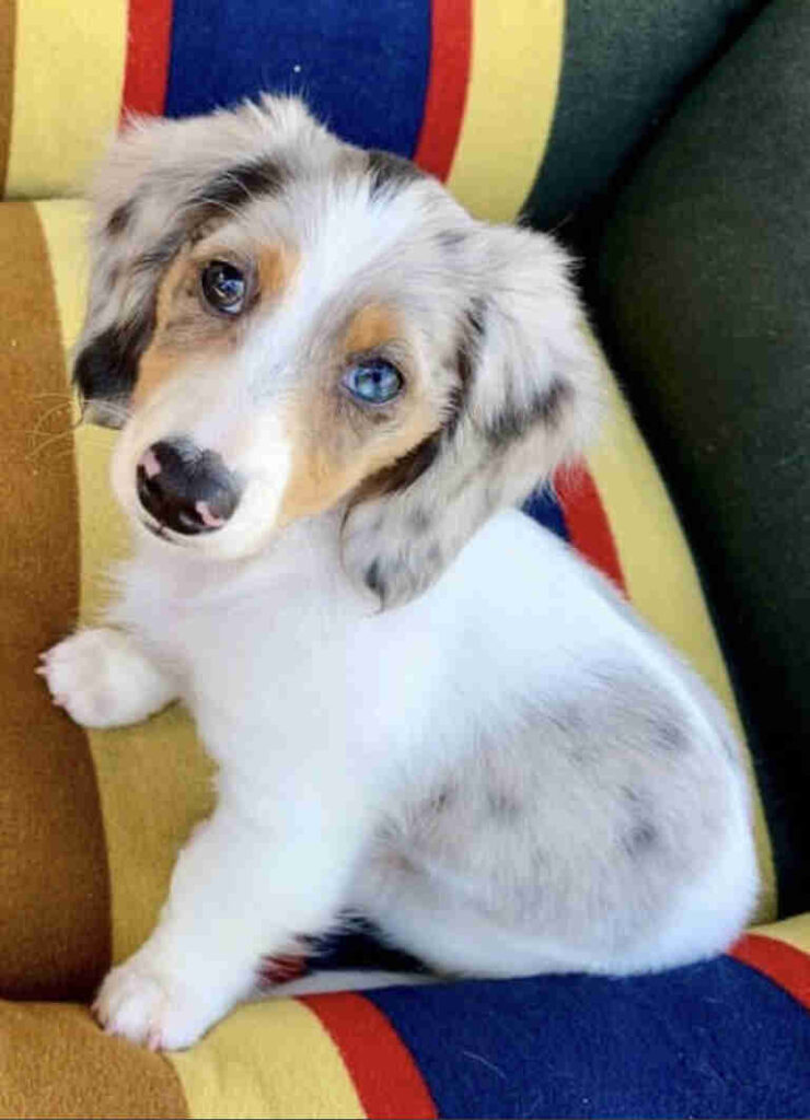 Dachshund Puppies For Sale in AZ