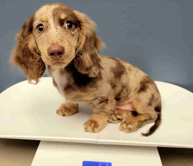 Dachshund Puppies For Sale in Bettendorf