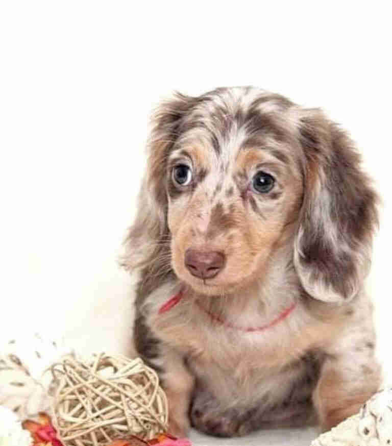 Dachshund Puppies For Sale Dayton