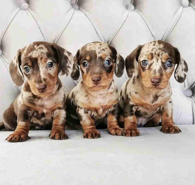 Dachshund Puppies For Sale in Derry