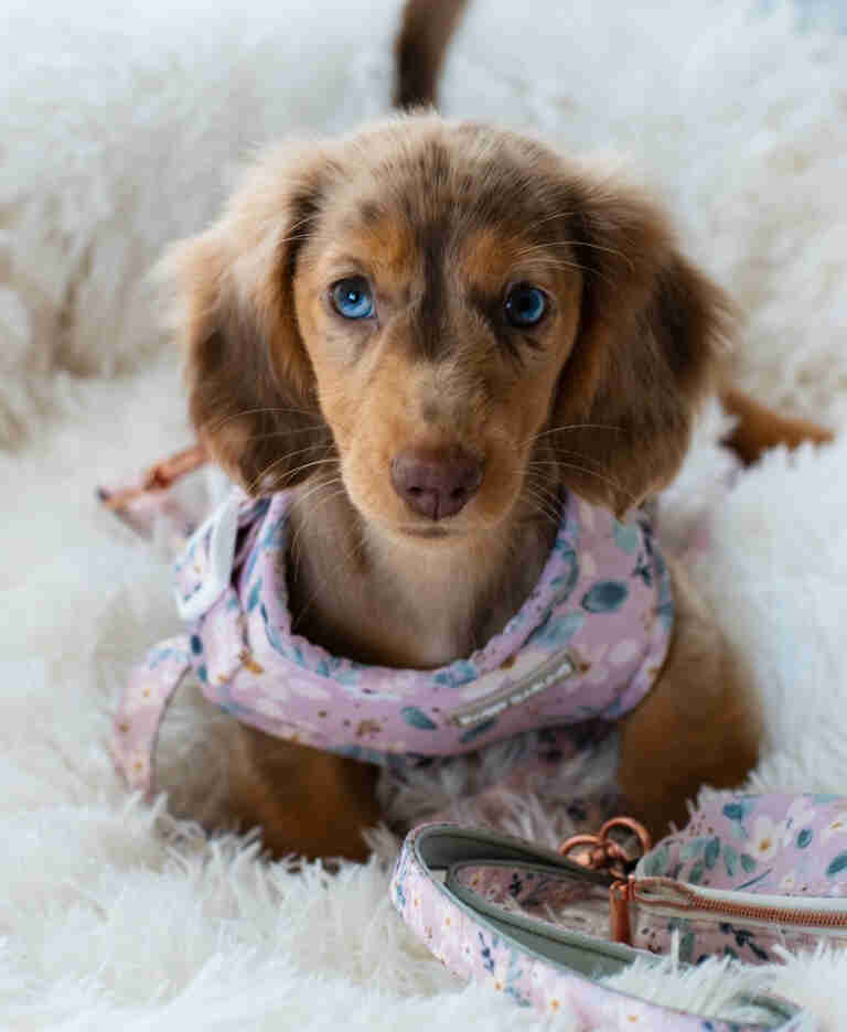 Dachshund Puppies For Sale in HI