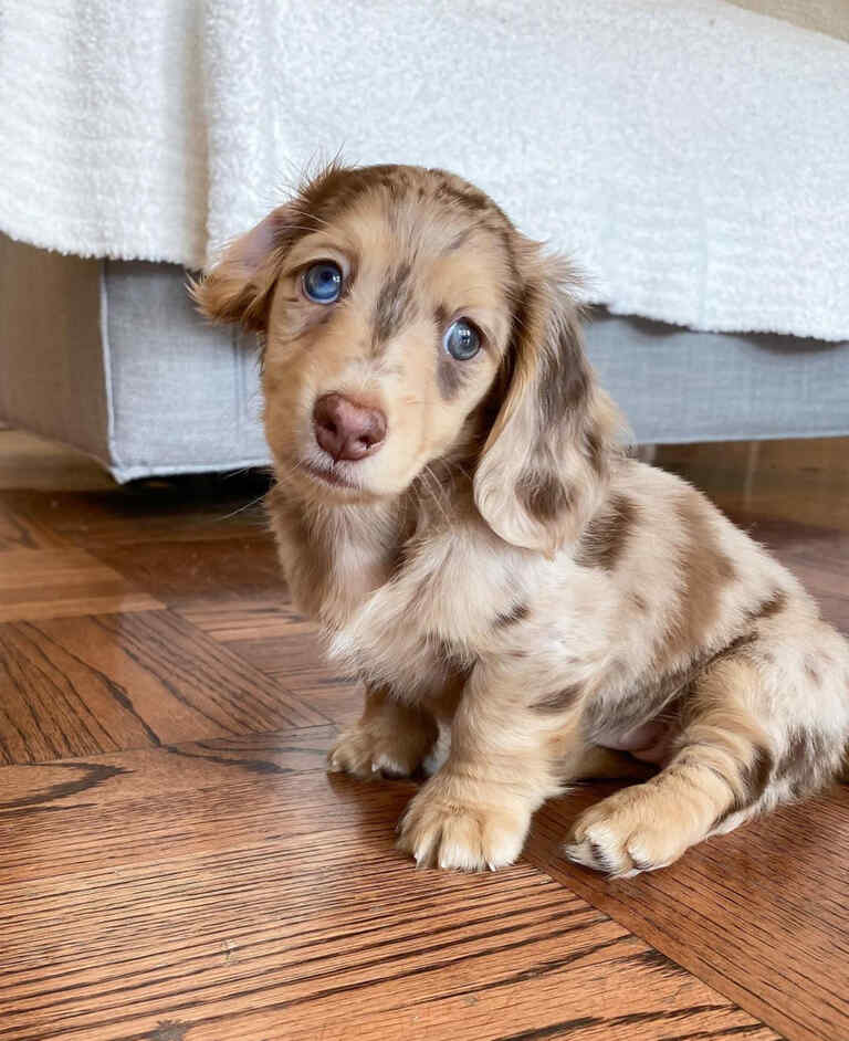 Dachshund Puppies For Sale in IN