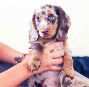 Dachshund Puppies For Sale in Haverford