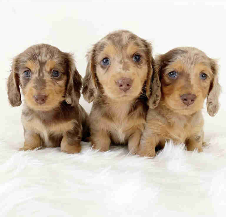 Dachshund Puppies For Sale Greenburgh