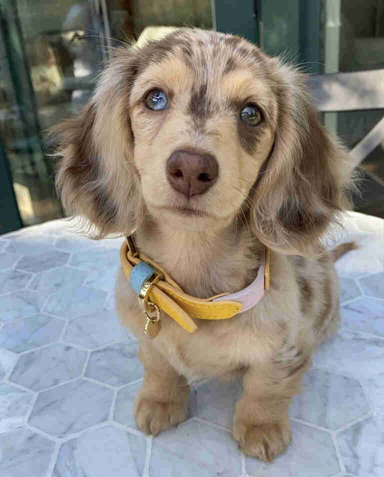 Dachshund Puppies For Sale in Gilbert