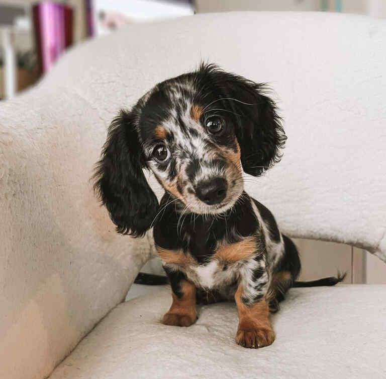 Dachshund Puppies For Sale in Boise City