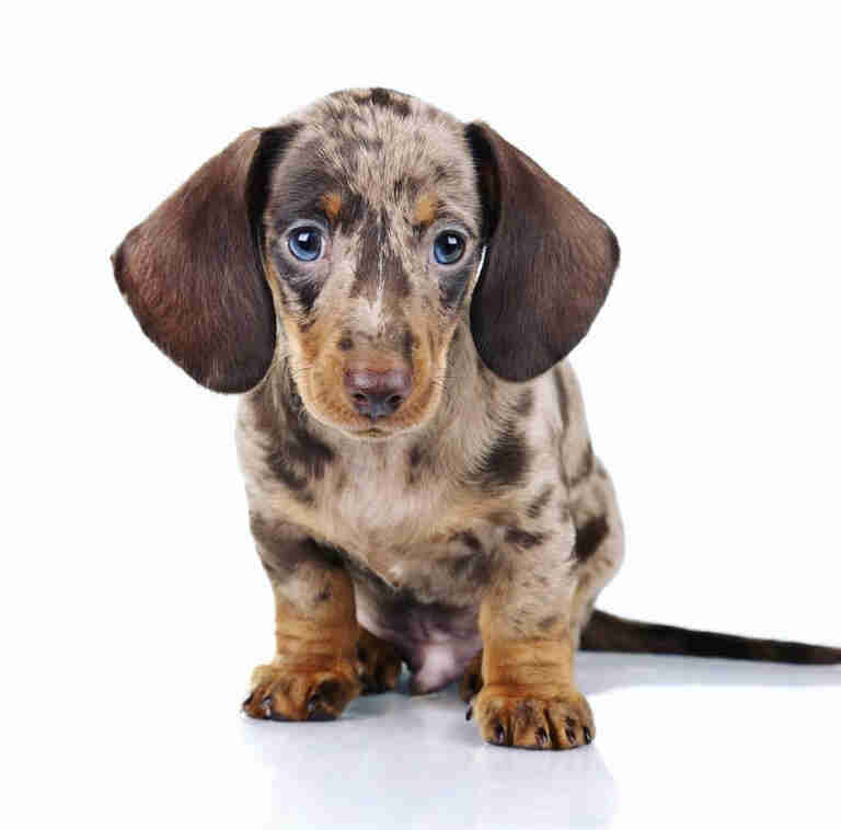 Dachshund Puppies For Sale in Altoona