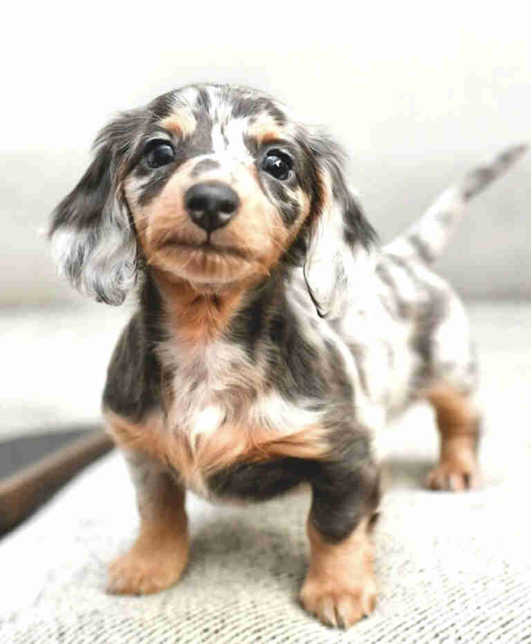 Dachshund Puppies For Sale FL