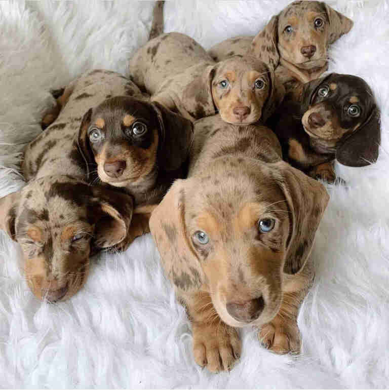 Dachshund Puppies For Sale CA