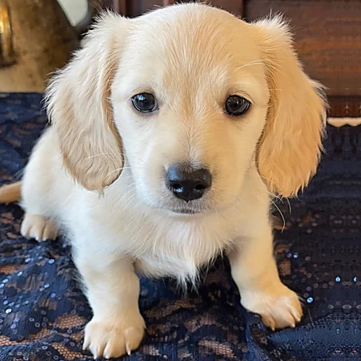 Cream Dachshund For Sale in New Jersey